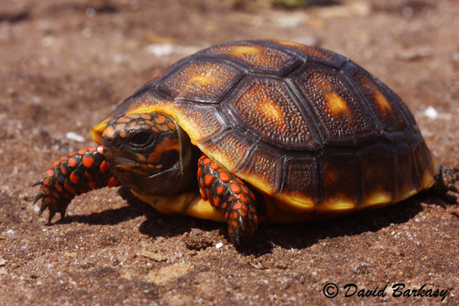 Cherry Head Red-Foot Tortoise, baby 660